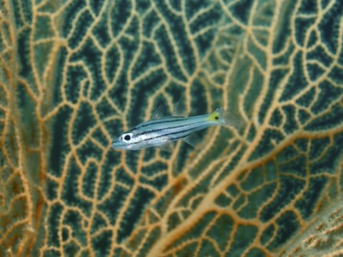 A striped fish, five-line cardinalfish (Cheilodipterus quinquelineatus) in front of giant fan coral (Annella mollis), dive site Gondol Bay, Gondol, Bali, Indonesia