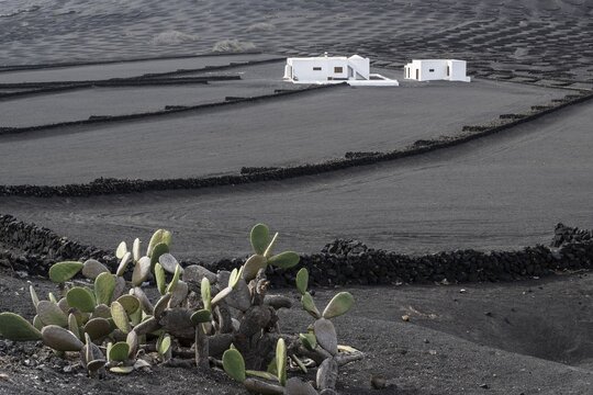 Wine growing in volcanic ash pits protected by dry stone walls, Yaiza, Lanzarote, Canary Islands, Spain
