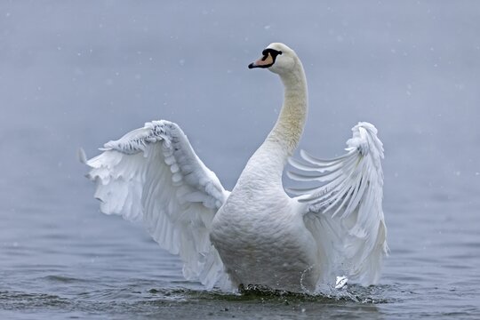 Mute swan (cygnus olor), in action, wildlife, Germany