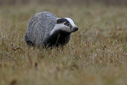 European badger (Meles meles), running in a meadow, Czech Republic
