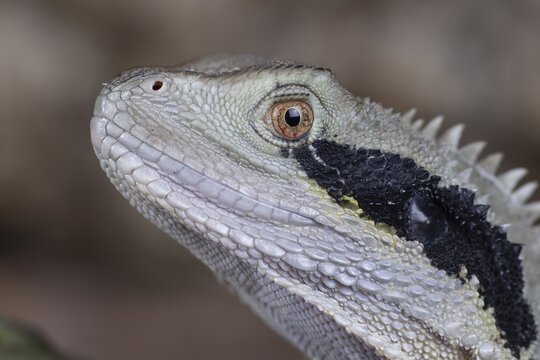 Bearded Dragon (Pogona Vitticeps) adult lizard animal head portrait, England, United KIngdom, Captive