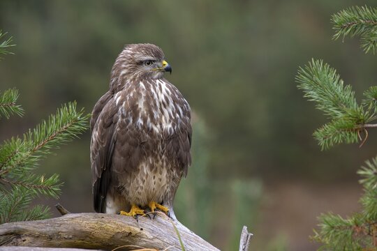 Steppe buzzard (Buteo buteo), sitting on a root, Tyrol, Austria