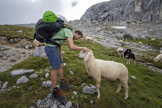 Hiker stroking sheep on mountain meadow, Frauenalpl, hiking trail to Meilerh&uuml;tte, Wetterstein Mountains, Bavaria, Germany