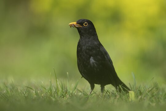 European blackbird (Turdus merula) adult male bird collecting worms and grubs for food on a garden lawn in spring, Suffolk, England, United Kingdom