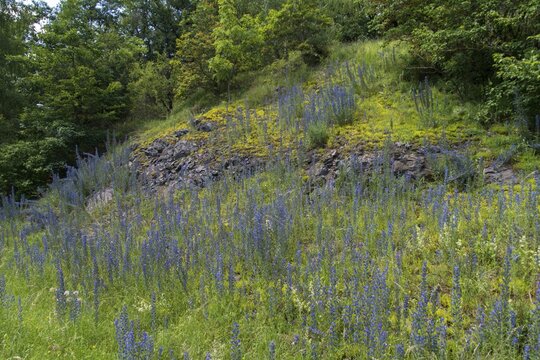 Blue snake head, boraginaceae, crassulaceae, thick-leaf family, echium vulgare, common snakeshead, mild stonecrop, nutmeg family, sedum sexangulare, blueweed, flora, semi-dry grassland, stonecrop, plants, tasteless stonecrop, taubertsm&uuml;hle, viper's bugloss, Vogtland
