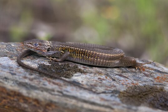 Algerian Sand Racer, Algerian Sandstrider, Psammodromus Algirus, Critters, Lizards, Extremadura, Reptilia, Reptilia, Reptiles, Sleep, Spain
