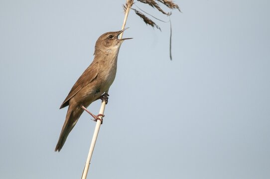 Locustella luscinioides, cane swirl, Savi's warbler, birds, song, passeri, singing, songbirds, birds