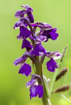 Small orchid, fool's cap, orchids, orchid family, orchis morio, salep orchid, satyrion, Sweden, stendelwurz, flora, green-veined orchid, green-winged orchid, high size, portrait format, plants, Sweden, &Ouml;land
