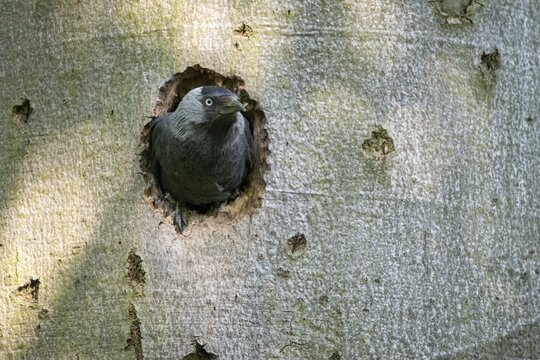 Corvus monedula, jackdaw, tree-breeding jackdaws, tree breeders, birds, corvidae family of birds, passeri, corvids, beak deformation, songbirds, birds