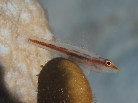 Toothy goby (Pleurosicya mossambica) Mozambique dwarf goby . Dive site Mangrove Bay, El Quesir, Egypt, Red Sea