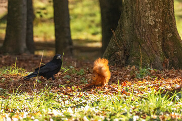 An adult rook (Corvus frugilegus) standing on the ground with fallen leaves and looking at a red squirrel (Sciurus vulgaris) holding a walnut in its paws on a sunny autumn day. Wildlife photography © Mariia