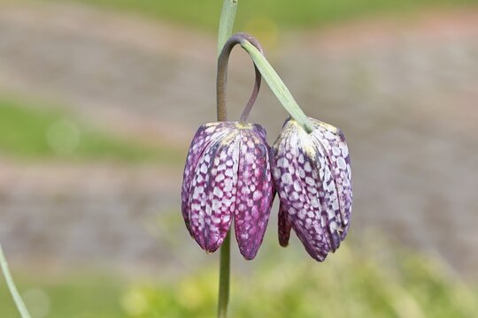 Snake's Head Fritillary (Fritillaria meleagris), single flower in a meadow, close-up, inflorescence, early bloomer, spring, Wilnsdorf, North Rhine-Westphalia, Germany