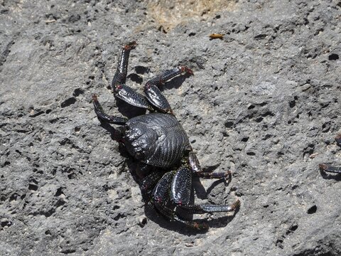 A black crab, the red rock crab (Grapsus adscensionis), perched on a grey rock, Gran Canaria, Spain
