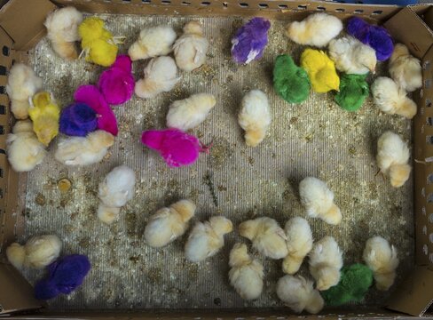 Colorfully colored chicks in tight cage, sales stall, bird market, Pasar Ngasem, Yogyakarta, Java, Indonesia