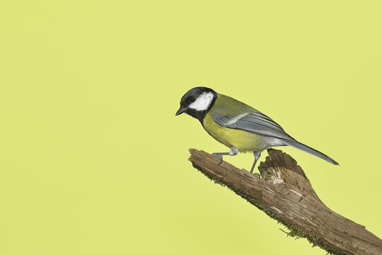 Great tit (Parus major), female sitting on a branch, Wilden, North Rhine-Westphalia, Germany