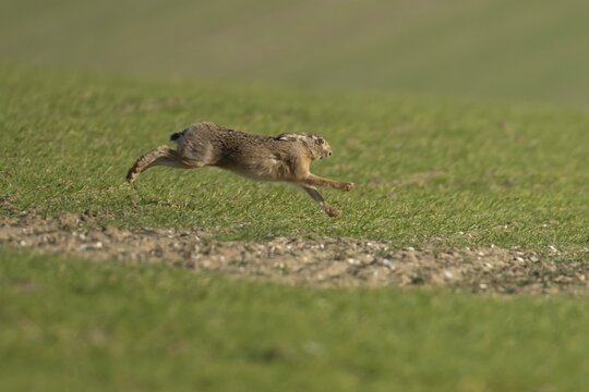 European brown hare (Lepus europaeus) adult animal running in a farmland cereal field, England, United Kingdom
