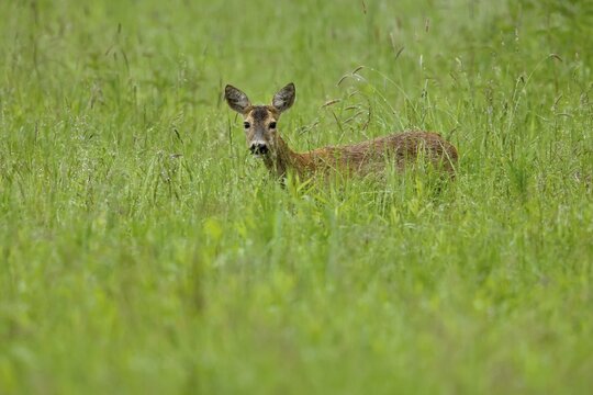 European roe deer (Capreolus capreolus) in a meadow, wildlife, Burgenland, Austria