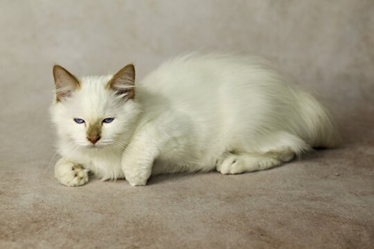 Purebred cat, Sacred Burmese, young male cat, Cinnamon-point