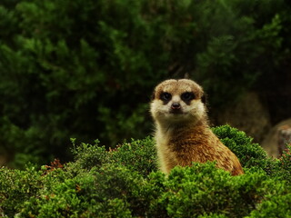 meerkat on guard © Mikoaj