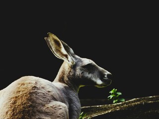 kangaroo and baby © Mikoaj