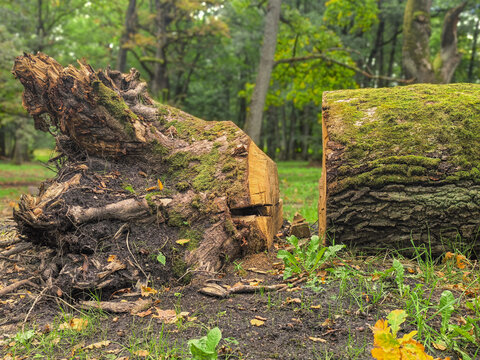 An old, uprooted tree that has been sawed up in the forest.