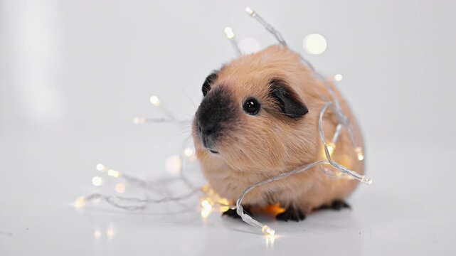 Guinea Pig among Glowing Christmas Fairy Lights on White