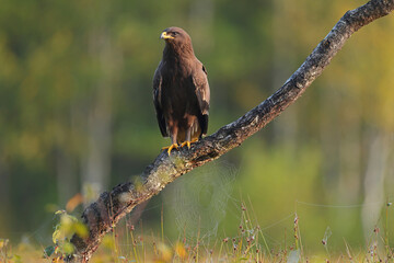 Orlik krzykliwy (Clanga pomarina) © Bartosz Rakoczy