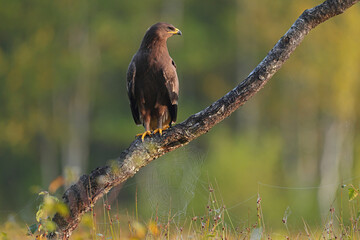 Orlik krzykliwy (Clanga pomarina) © Bartosz Rakoczy