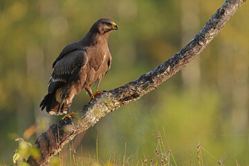 Orlik krzykliwy (Clanga pomarina) © Bartosz Rakoczy