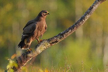 Orlik krzykliwy (Clanga pomarina) © Bartosz Rakoczy