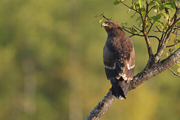 Orlik krzykliwy (Clanga pomarina) © Bartosz Rakoczy