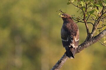 Orlik krzykliwy (Clanga pomarina) © Bartosz Rakoczy