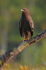 Orlik krzykliwy (Clanga pomarina) © Bartosz Rakoczy