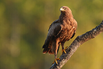 Orlik krzykliwy (Clanga pomarina) © Bartosz Rakoczy
