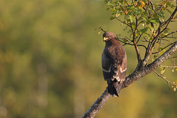 Orlik krzykliwy (Clanga pomarina) © Bartosz Rakoczy