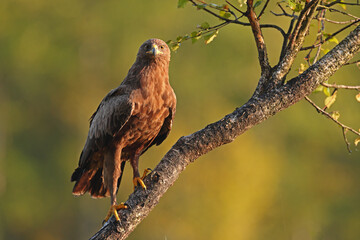 Orlik krzykliwy (Clanga pomarina) © Bartosz Rakoczy