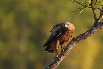 Orlik krzykliwy (Clanga pomarina) © Bartosz Rakoczy