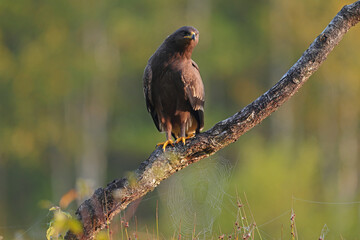 Orlik krzykliwy (Clanga pomarina) © Bartosz Rakoczy