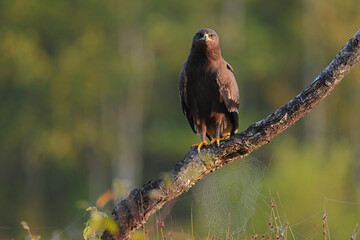 Orlik krzykliwy (Clanga pomarina) © Bartosz Rakoczy