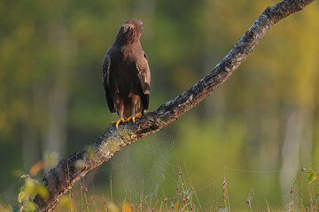Orlik krzykliwy (Clanga pomarina) © Bartosz Rakoczy