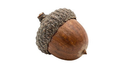 Close-up image of a natural brown acorn on black background © Ira
