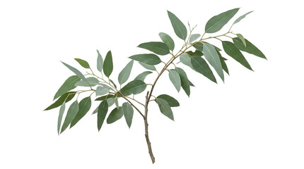 Eucalyptus branch with green leaves on white background © Ira