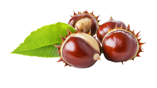 Conkers and green leaf autumn season fall fruit