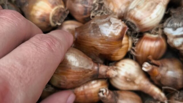 Close-up of an adult hand sorting dried flower bulbs before seasonal garden planting.