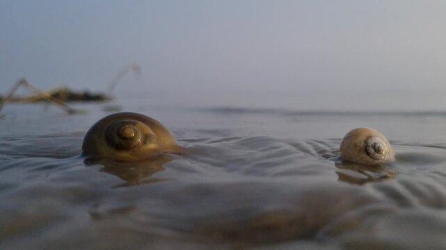 Brown and white snail shells on a wet sandy riverbank wet sand shell pair