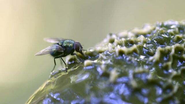 Macro fly perched on wet bumpy organic surface with iridescent green body, raised wings, soft pale background and warm natural light, poised