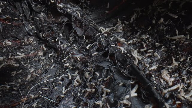 The circulation of dead organisms in nature. Fly larvae eat the flesh of a dead animal. burnt wood observed in indoor or outdoor setting wit