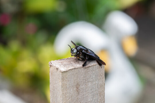 carpenter bee perched on rectangular wooden stick