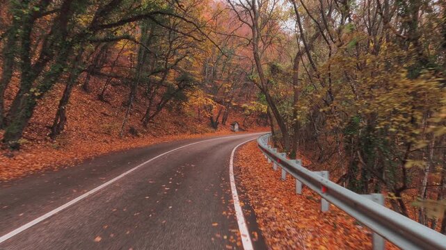 Driving along a road through a misty, yellow autumn forest. Cinematic nature footage. Atmospheric background for a design project.