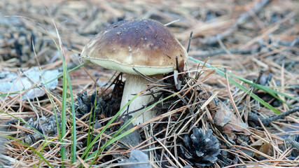mushroom in the forest © lazalnik